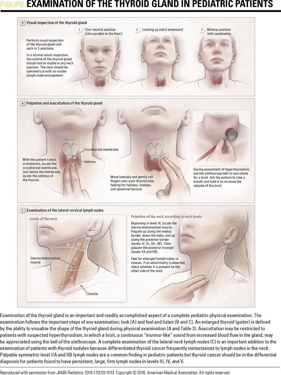 Examination of the thyroid gland in pediatric patients