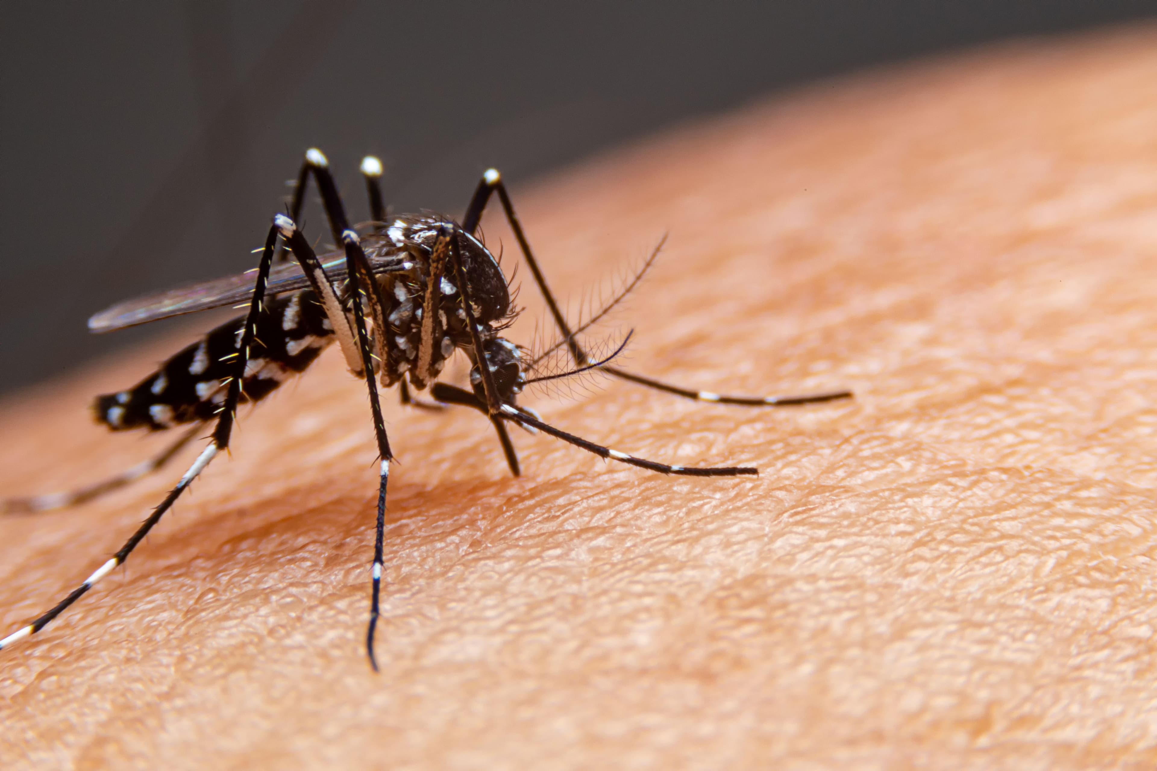 Study shows dengue vaccine is safe and effective | Image Credit: © witsawat - © witsawat - stock.adobe.com.